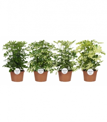 Schefflera
