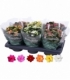 Kalanchoe