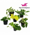 Scindapsus
