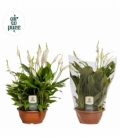 Spathiphyllum