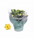 Kalanchoe