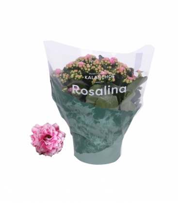 Kalanchoe