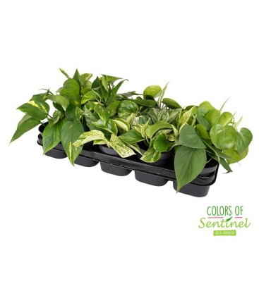 Scindapsus
