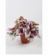 Begonia