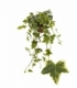 Hedera