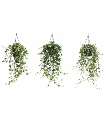 Hedera