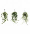 Hedera