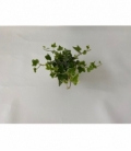 Hedera