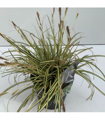 Carex