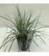 Carex