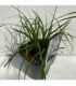 Carex