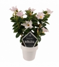 Mandevilla