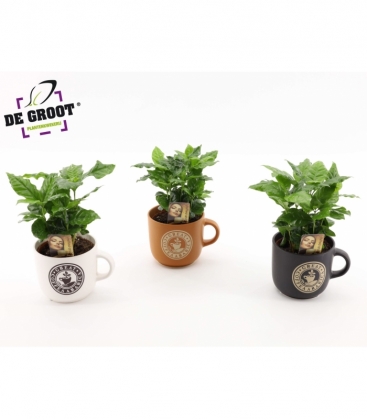 Coffea