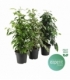 Ficus