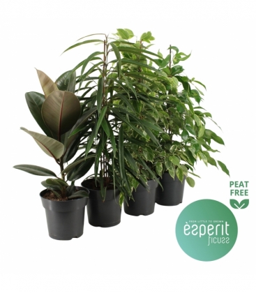 Ficus