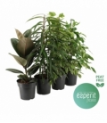 Ficus