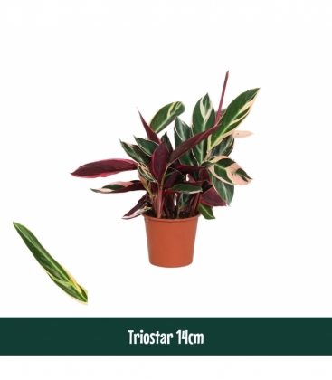 Calathea