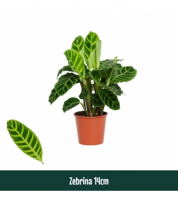Calathea