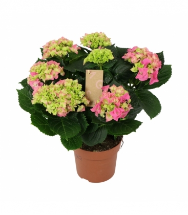 Hydrangea
