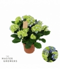 Hydrangea