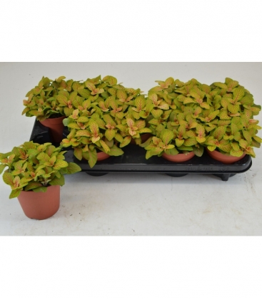 Fittonia