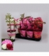 Paeonia