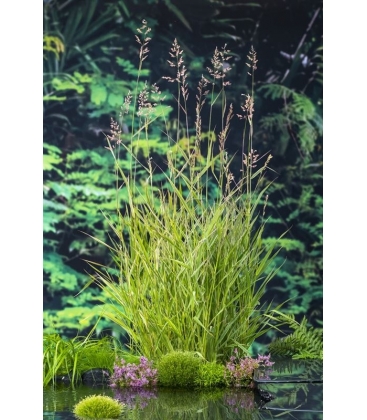 Phragmites