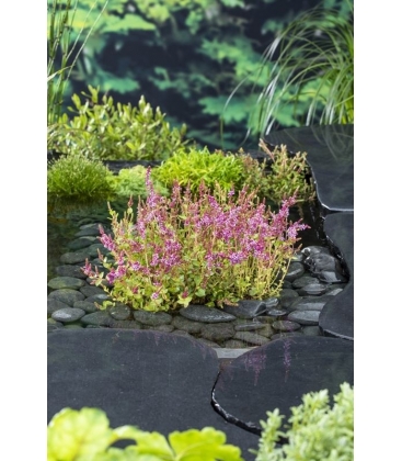 Rotala