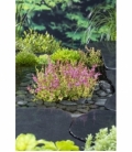 Rotala