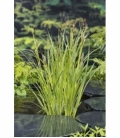 Carex