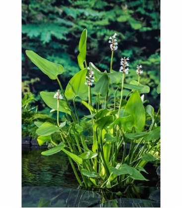 Pontederia