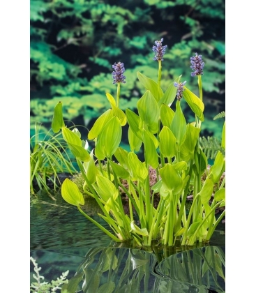 Pontederia