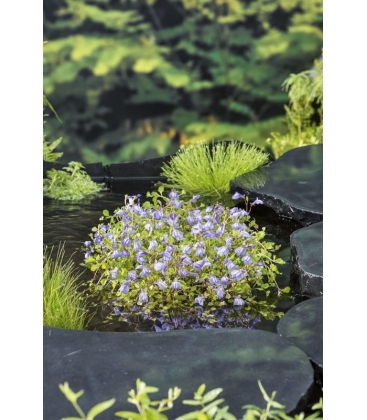 Mazus