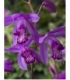 Bletilla