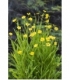 Ranunculus