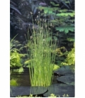 Scirpus