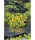 Caltha