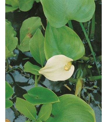 Calla