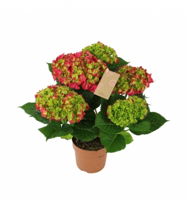 Hydrangea