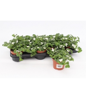 Bacopa