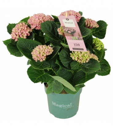 Hydrangea