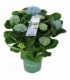 Hydrangea