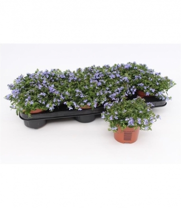 Lobelia