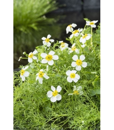 Ranunculus