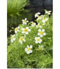 Ranunculus