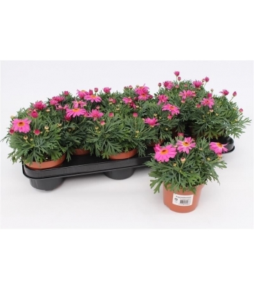 Argyranthemum