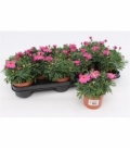 Argyranthemum