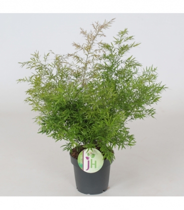 Asparagus