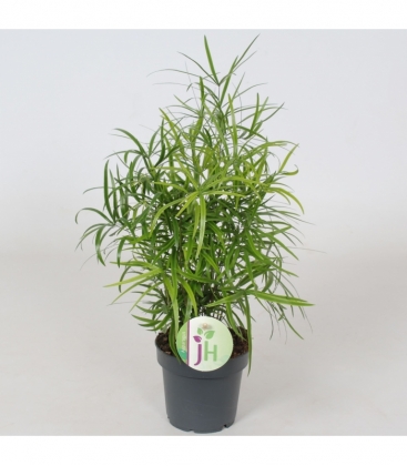 Asparagus
