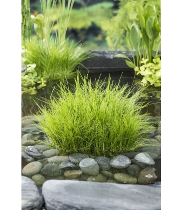 Eleocharis
